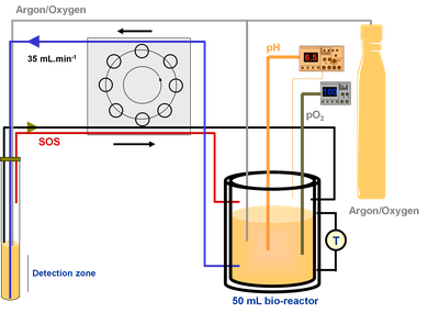 Picture in vivo 1